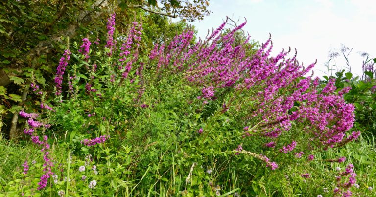 These 11 Non-Native Plants Choke Local Ecosystems And Should Never Be Planted - Featured image