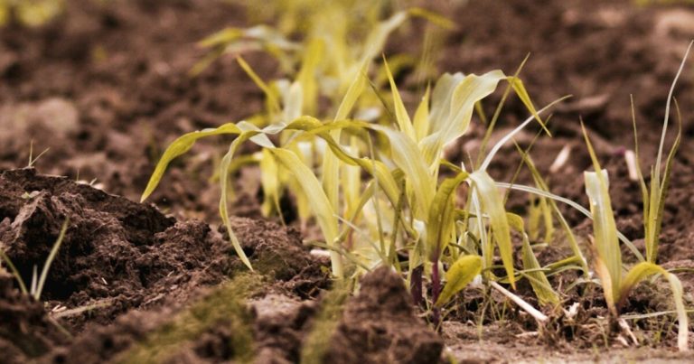 9 Reasons Your Lawn Is Starting To Turn Yellow - Featured image