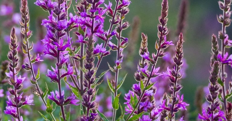 These 12 Invasive Plants Will Ruin Your Yard And Are Hard To Get Rid Of - Featured image