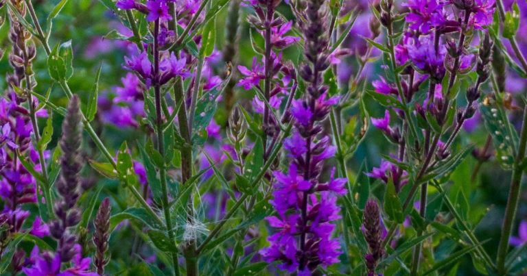 11 Invasive Ornamental Plants You Should Never Grow In Your Garden - Featured image