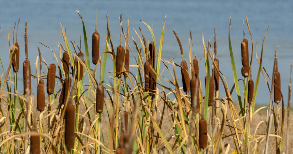 cattail cat tail plants