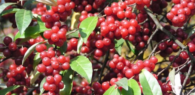 These 12 Invasive Plants Will Ruin Your Yard And Are Hard To Get Rid Of ...