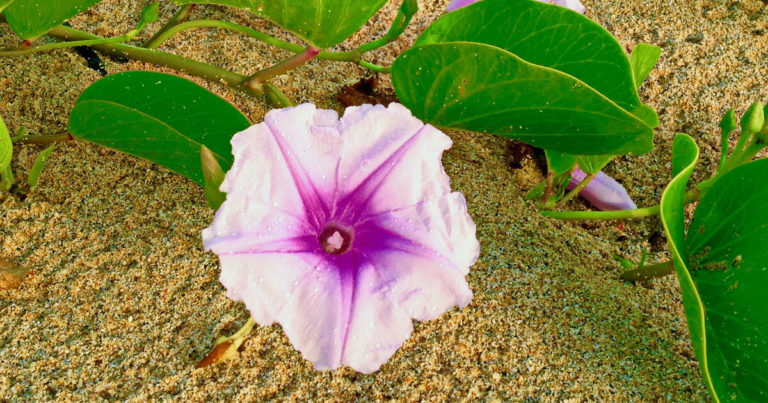 11 Vining Plants That Love Chainlink Fences - Featured image