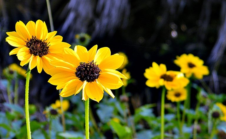 10 Reasons Your Sunflowers Are Struggling To Grow - Featured image