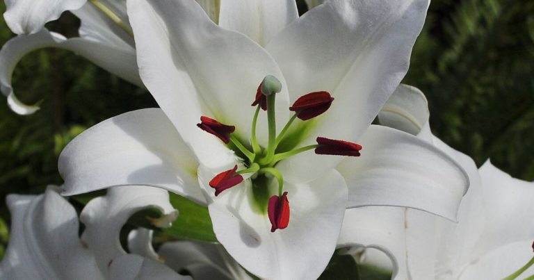 10 Gardening Tips For Growing A Lush Garden Of Lilies - Featured image