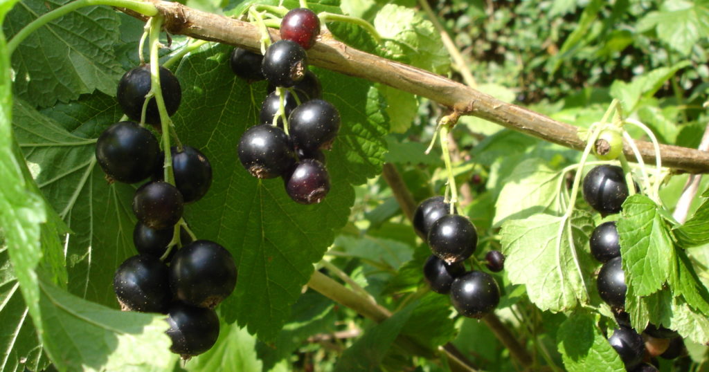 Currant (Ribes spp.)