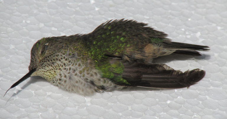 Watch Out: These 10 Hummingbird Feeder Mistakes Are Deadly - Featured image