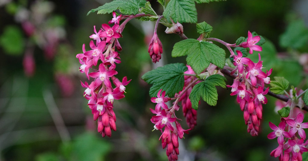 Flowering Currant (Ribes sanguineum)