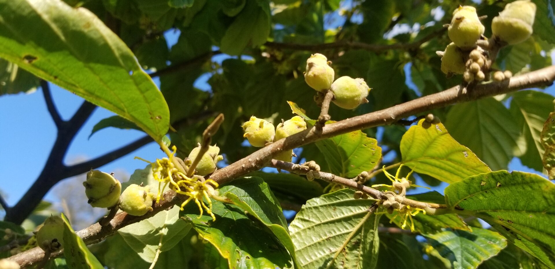 Witch Hazel (Hamamelis virginiana)