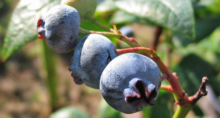 Never Buy Blueberries Again With This Endless Harvest Gardening Method - Featured image