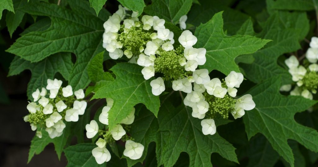 Oakleaf Hydrangea (Hydrangea quercifolia)