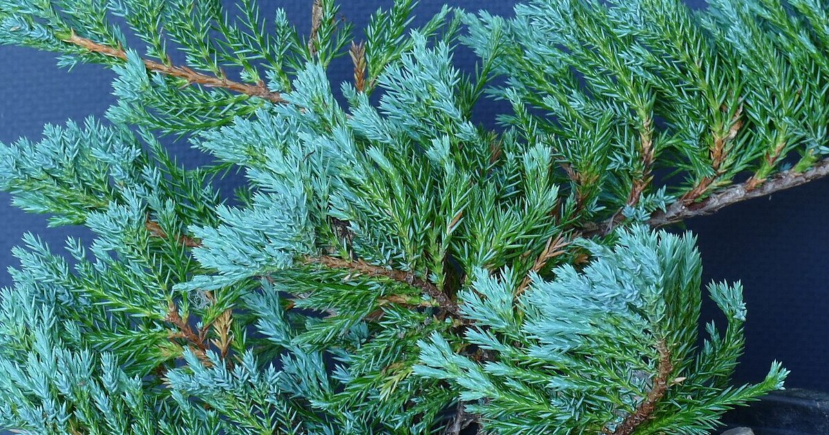 16 Plants That Have “Supernatural” Meanings and History