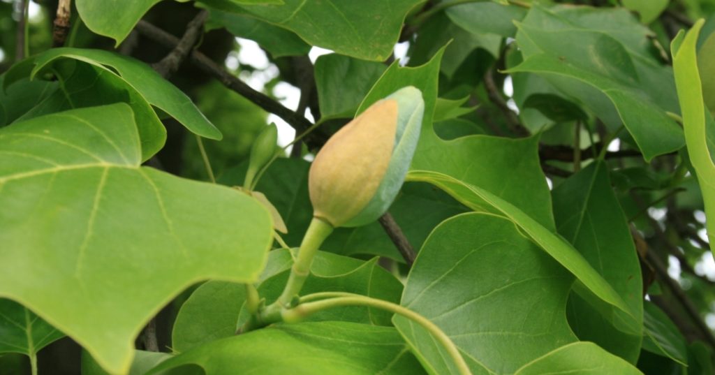 Tulip Poplar (Liriodendron tulipifera)