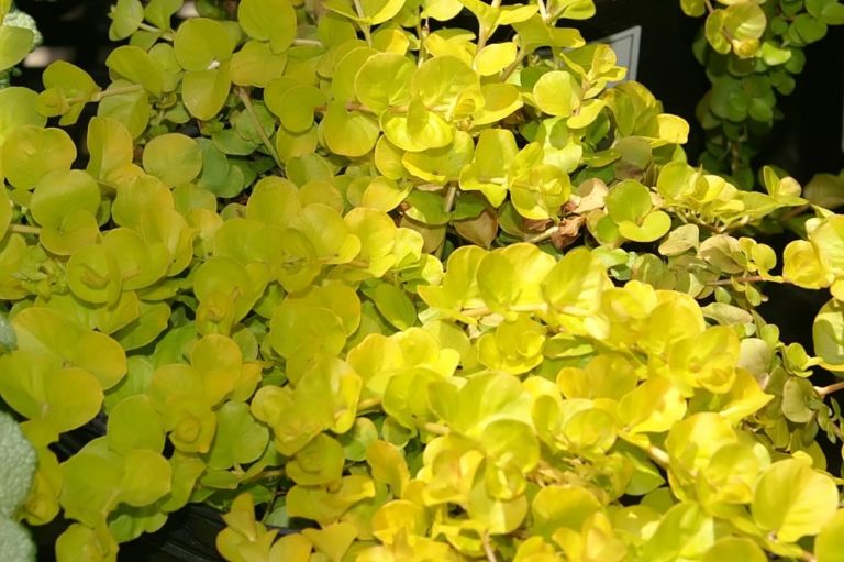 5 Ground Covers with Beautiful Fall Foliage - Featured image