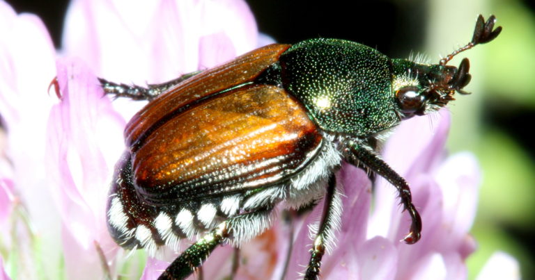 Beware: Experts Recommend NOT Using Japanese Beetle Traps - Featured image