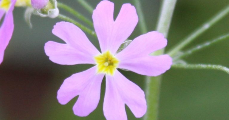 12 Frost Tolerant Plants to Grow when it’s Cold - Featured image