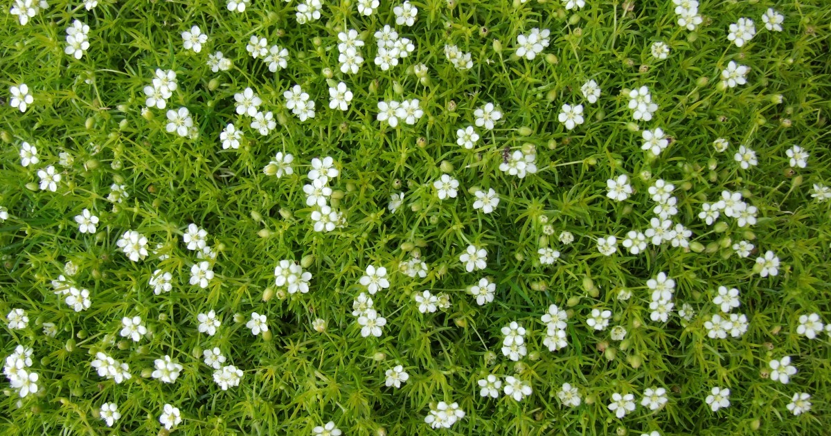The 10 Best Groundcovers for a Low-Maintenance Lawn Alternative - The ...