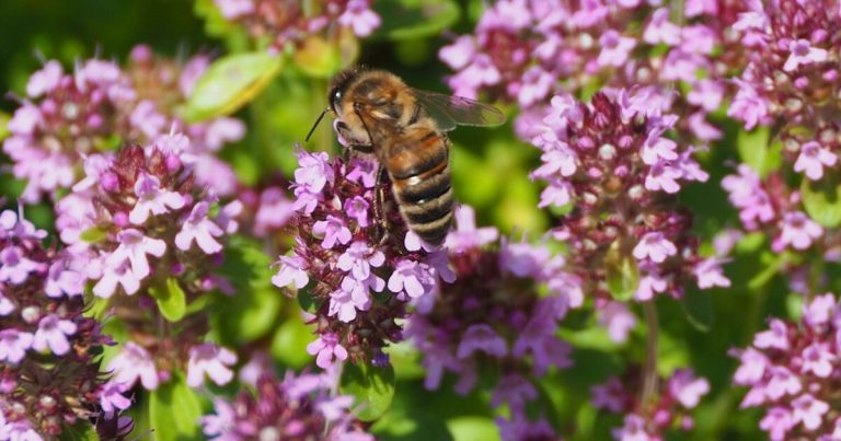 14 Plants That Help Control Erosion - Featured image
