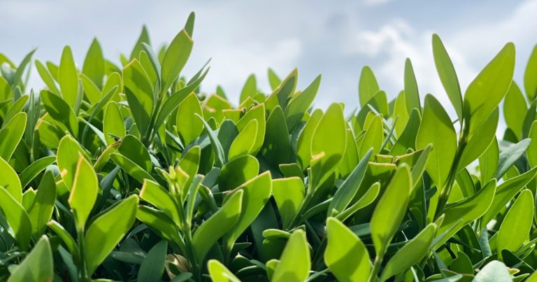 Top Winter-Resilient Plants to Grow in December - Featured image