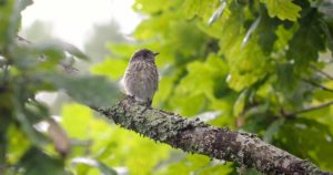 10 Ways To Get Rid Of Grasshoppers From Your Garden - The Garden Magazine