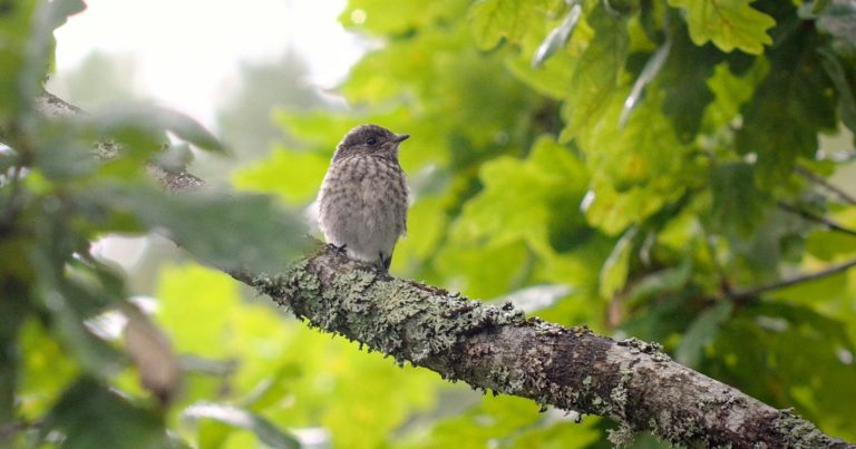 10 Ways to Support Migrating Birds This Fall - Featured image