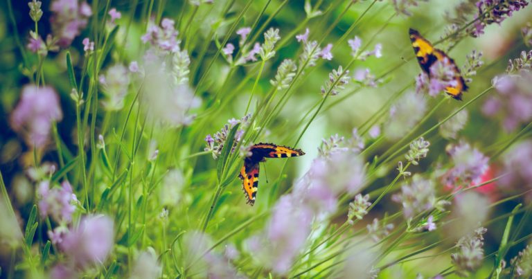 These Fall Garden Mistakes Kill Butterflies And Bees – Avoid These Mistakes! - Featured image