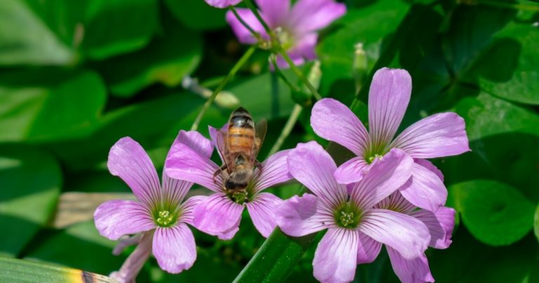 17 Perennial Herbs That Will Come Back Every Year - Featured image