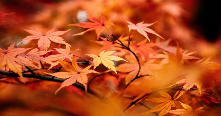 10 Maples with Brilliant Red Fall Leaves - Featured image