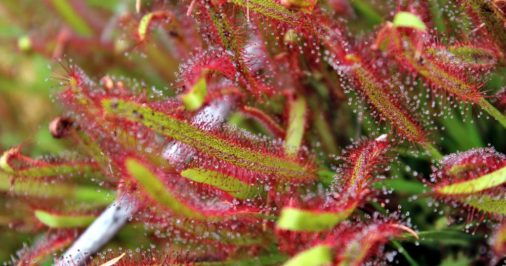 14 Plants That Help Keep Flies Away + 7 That Eat Them - Featured image