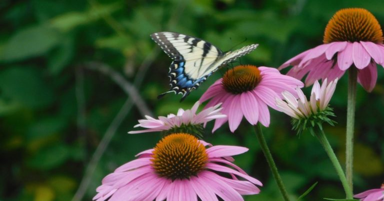 10 Perennials You Can Still Plant In August - Featured image