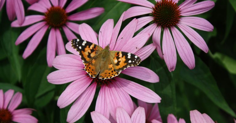 11 Bare-Minimum Plants That Thrive In Native Gardens - Featured image