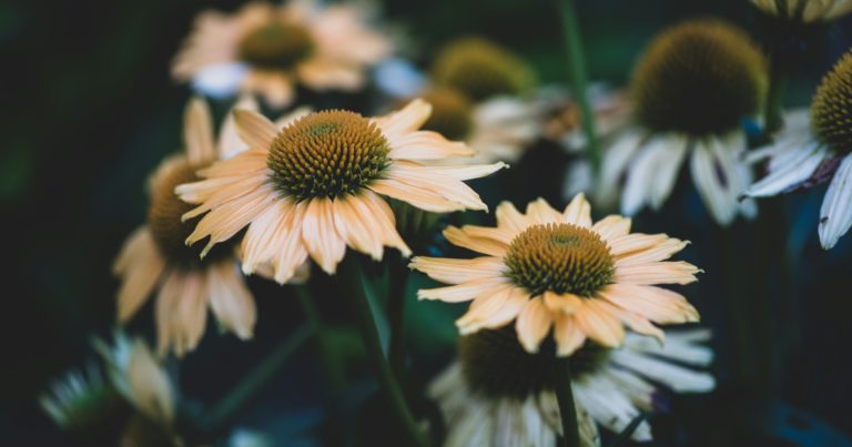 Why Everyone Should Be Growing This Native Medicinal Flower - Featured image