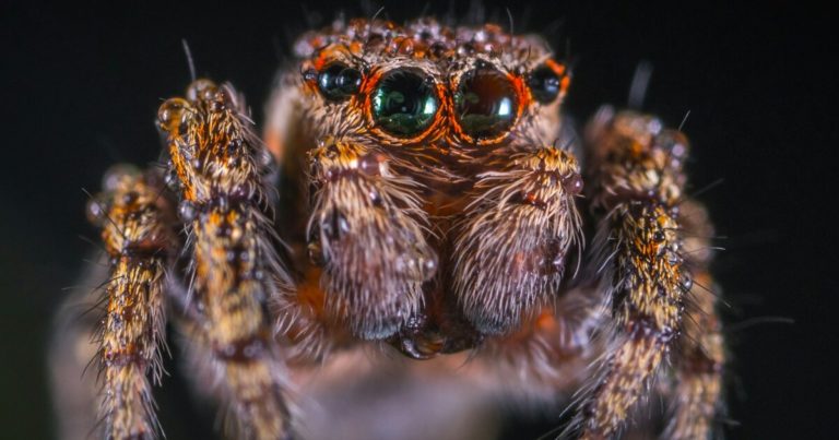 Everyone Hates These Bugs But They’re Great For Your Garden - Featured image