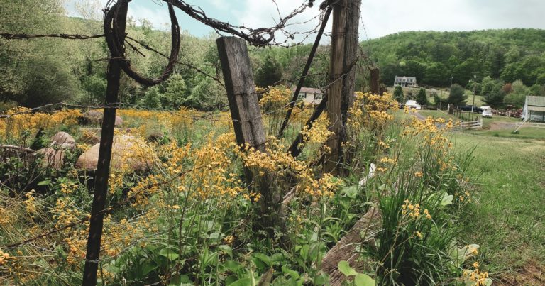 Why Everyone’s Talking About These Native Plants Right Now - Featured image