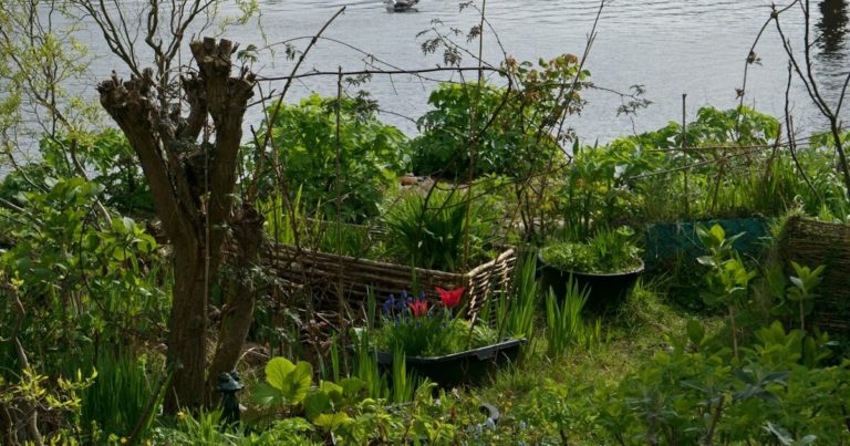 Planting for Resilience: Drought-Tolerant Fall Gardens - Featured image