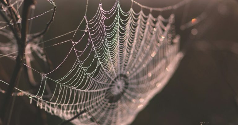 13 Myths About Spiders! (They’re Great For Your Garden) - Featured image