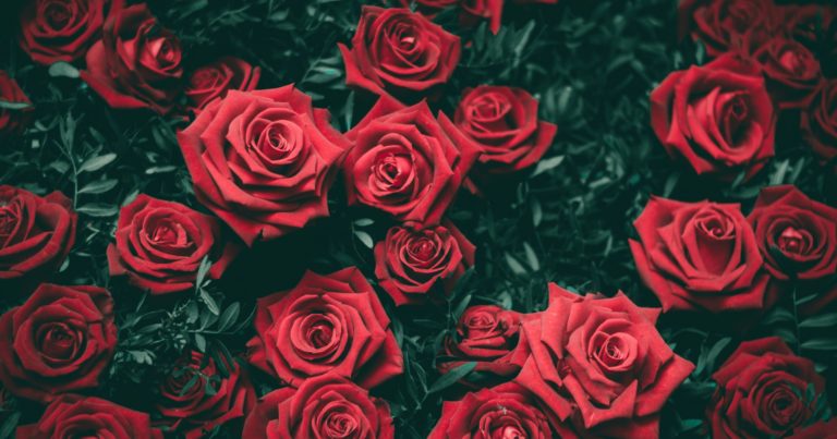 10 Reasons You Should Be Growing Roses By Your Entrance - Featured image