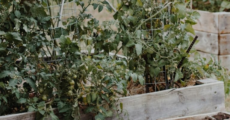 10 Fertilizing Mistakes That Can Damage And Kill Your Plants - Featured image