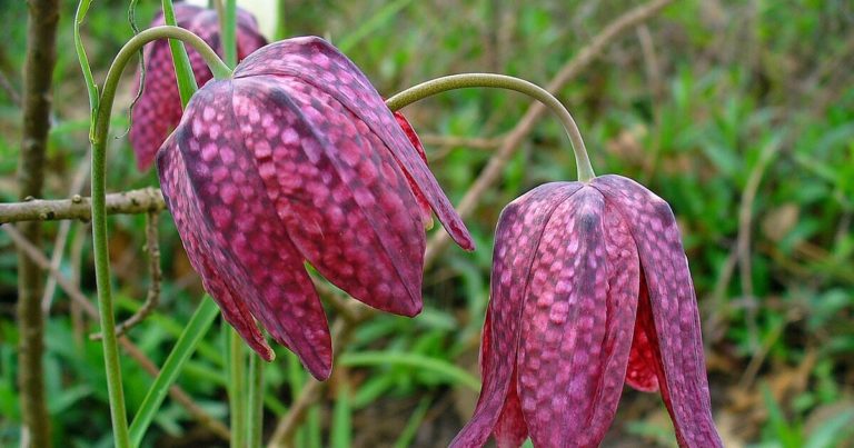 11 Gardening Tips For Growing Lilies This Spring - Featured image