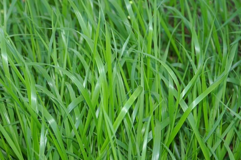 The Potential Harm of Using Grass Clippings as Mulch - Featured image