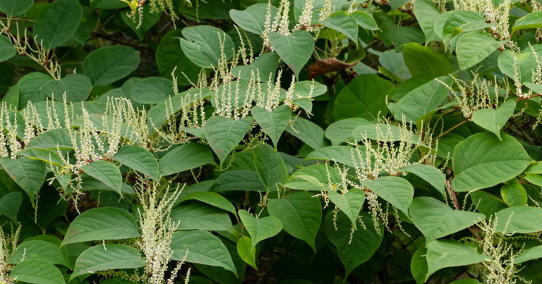 Never Buy These 9 Highly Invasive Plants From The Garden Center - Featured image