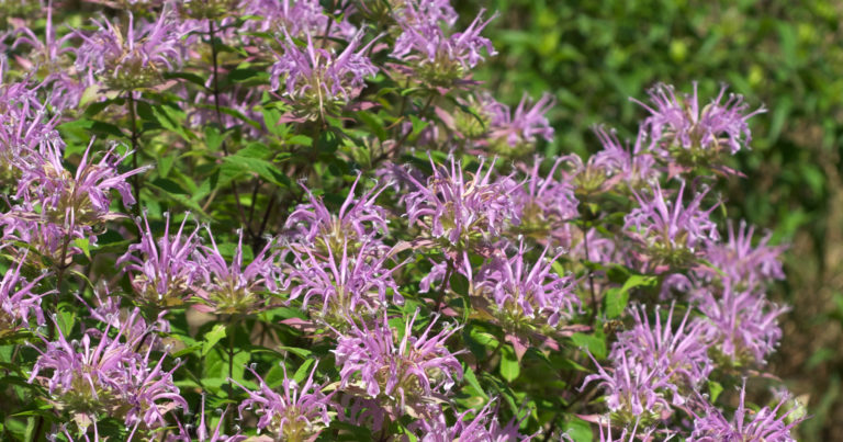 This Native Flower Makes A Great Digestive Tea (And Pollinators Love It!) - Featured image