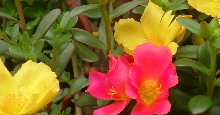 12 Annual Flowers That Bloom All Summer Long - Featured image