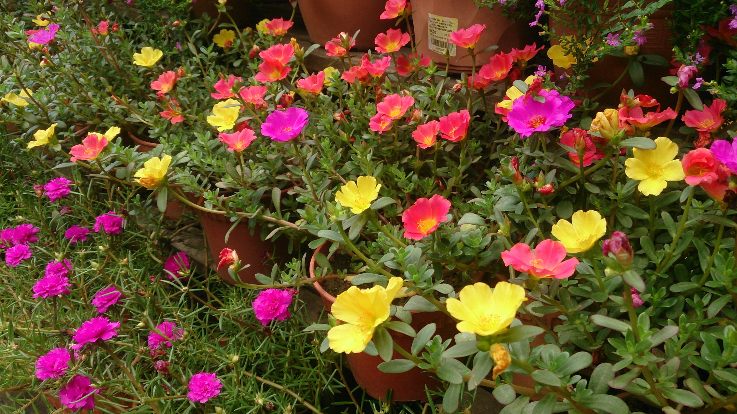 Don’t Pull It! This Common Weed Can Actually Benefit Your Garden