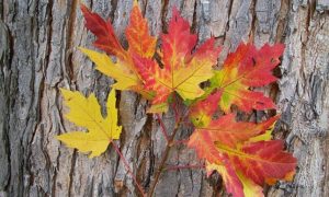 10 Maples with Brilliant Red Fall Leaves - The Garden Magazine