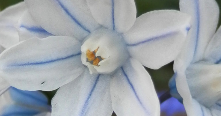 13 Star Shaped Flowers For A Cosmic Garden - Featured image