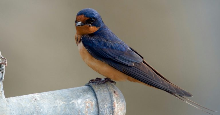 This Bird Eats Hundreds Of Mosquitoes Per Day (How To Attract It) - Featured image