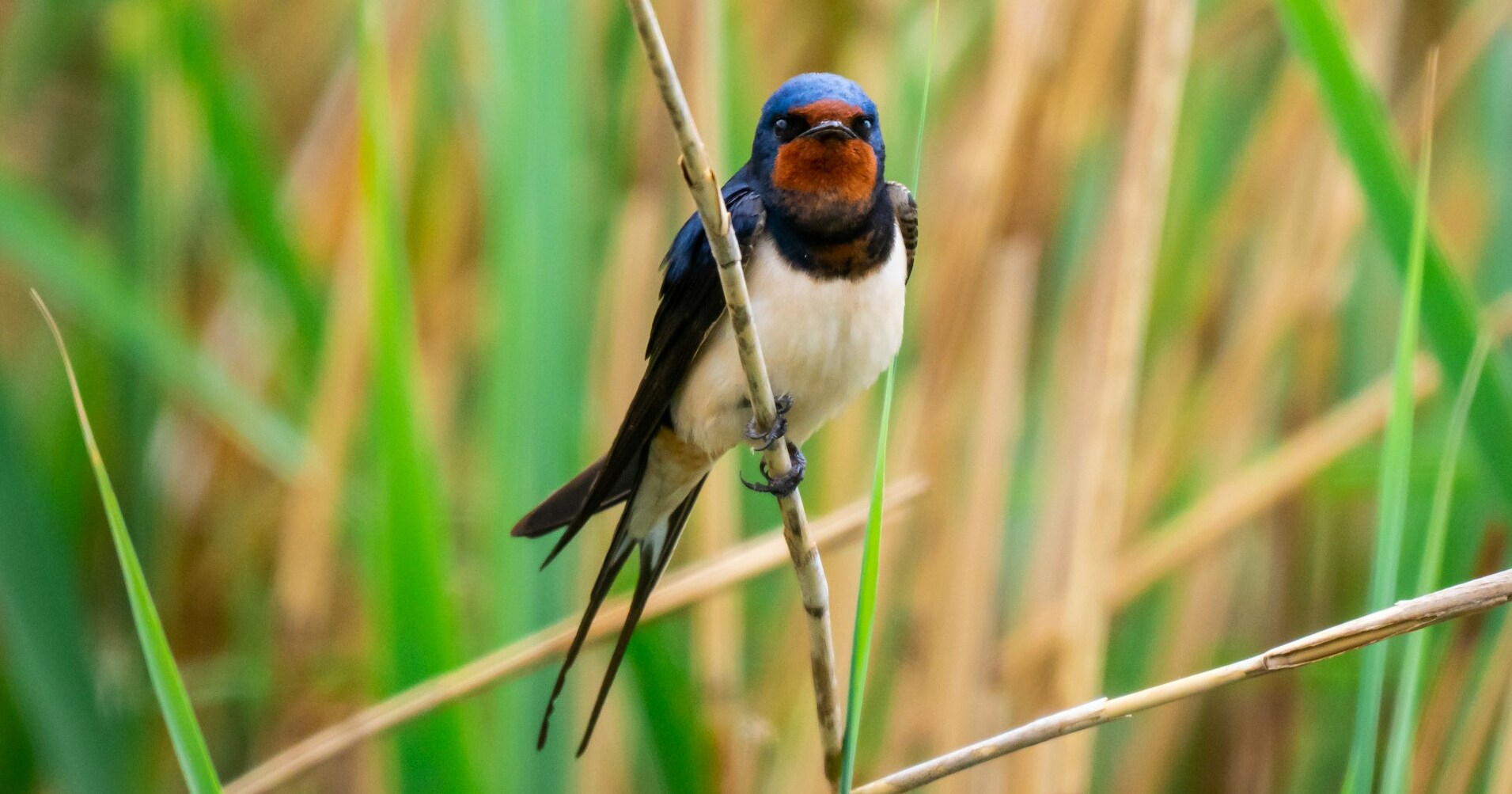 this-bird-eats-hundreds-of-mosquitoes-per-day-how-to-attract-it-the