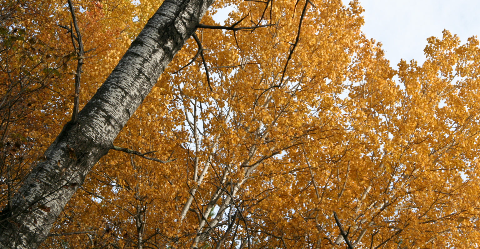 How to Prune Shrubs and Trees in September - The Garden Magazine