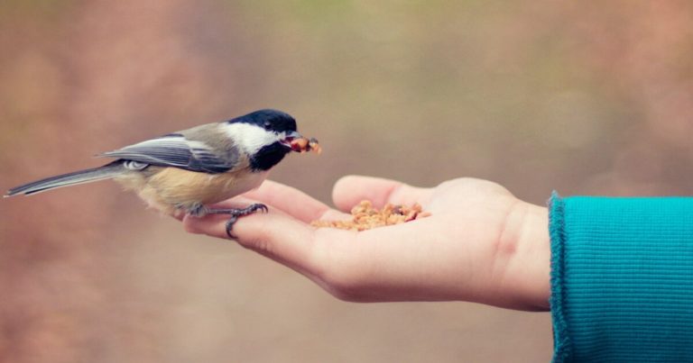What Bird Seed To Use For Different Bird Species - Featured image